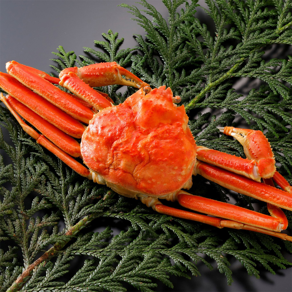 鳥取県産松葉かに500g冷凍便