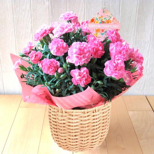 【母の日】花鉢「サンドラ」