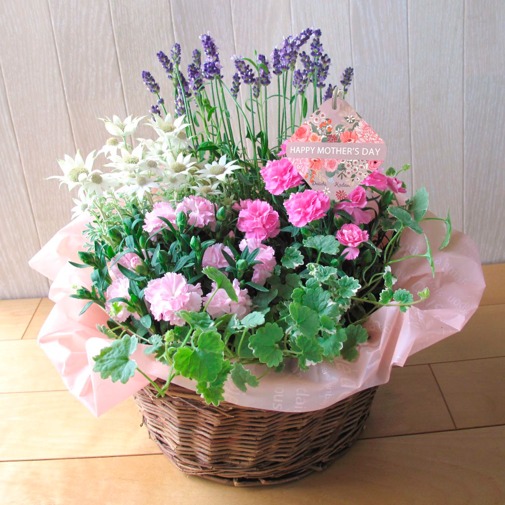 【母の日】花鉢「ザラ」