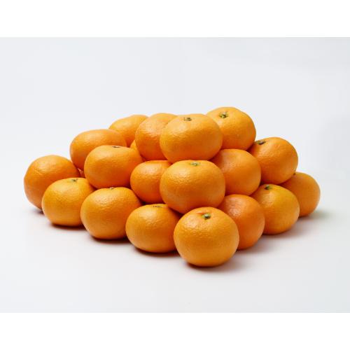 【最適な時期に収穫し、順次発送予定】〈愛媛〉中島みかん