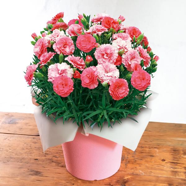 高島屋 母の日プレゼント22 高島屋のギフト 高島屋オンラインストア