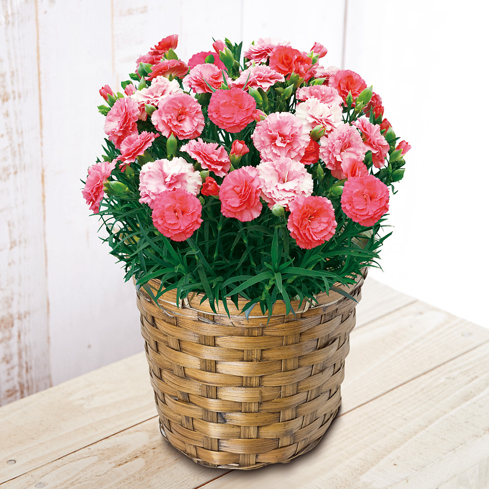 生花 ﾓﾘﾋﾛ ｶｰﾈｰｼｮﾝ さくらもなか 商品詳細 高島屋オンラインストア