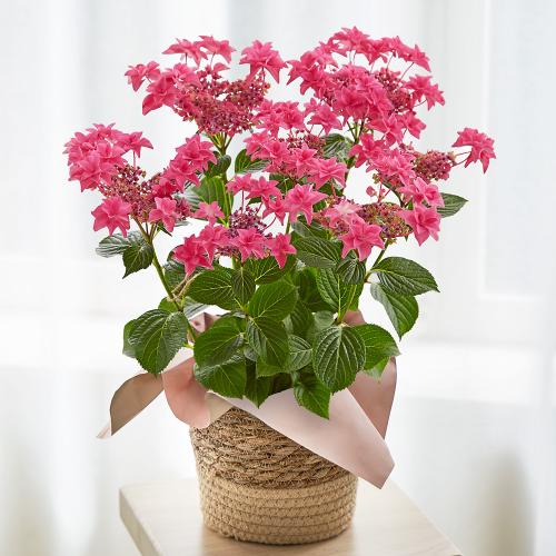 新品登場 Hibiya Kadan 日比谷花壇 生花 あじさい 万華鏡 店舗名等必要 リビング ホビー フラワー Treeexpertscr Com 新品登場 Hibiya Kadan 日比谷花壇 生花 あじさい 万華鏡 店舗名等必要 リビング ホビー フラワー Treeexpertscr Com