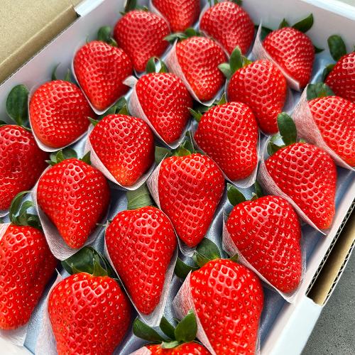 徳島県産 さくらももいちご（20粒～28粒）