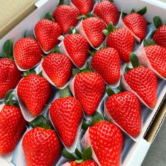 徳島県産 さくらももいちご（20粒～28粒）