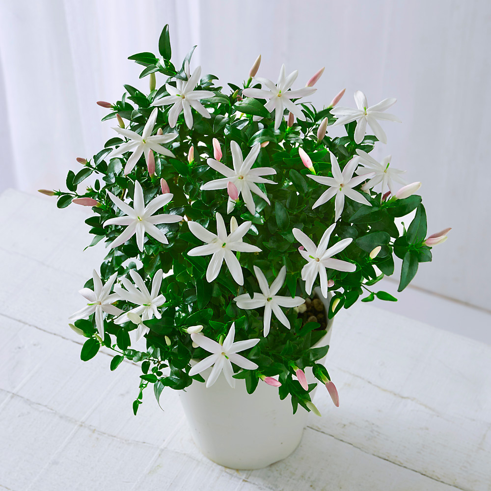 生花 ワイルドスタージャスミン 商品詳細 高島屋オンラインストア