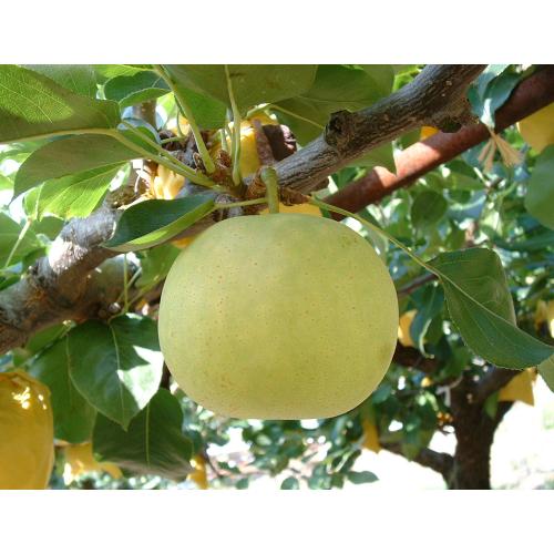 うえた梨園　二十世紀梨（5kg／12玉～16玉）