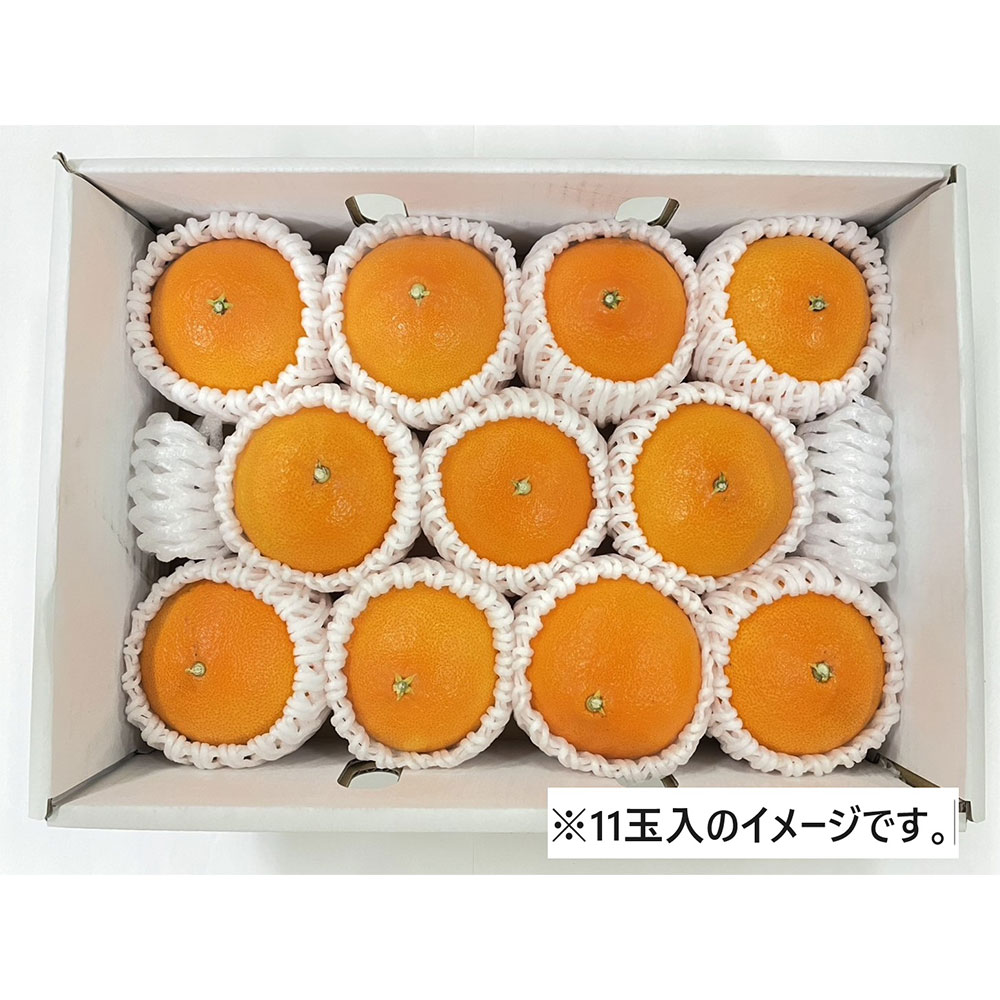 愛媛県産 紅まどんな福袋（M～２L混載）