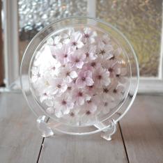ボトルフラワー 桜ディッシュM