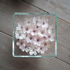 ボトルフラワー 桜スクエアM