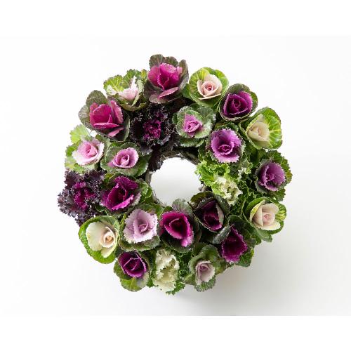 ［生花］ミニハボタン寄せ植え「ジュエリーシュー」（小）ワイヤーリース