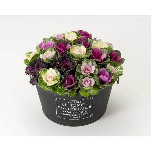 ［生花］ミニハボタン寄せ植え「ジュエリーシュー」（黒）ブリキ