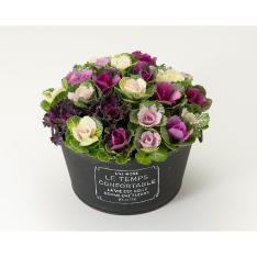 ［生花］ミニハボタン寄せ植え「ジュエリーシュー」（黒）ブリキ