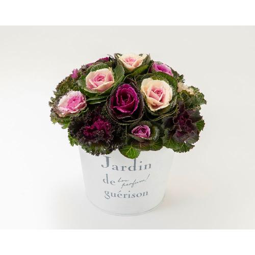 ［生花］ミニハボタン寄せ植え「ジュエリーシュー」（白）ブリキ