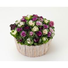 ［生花］ミニハボタン寄せ植え「ジュエリーシュー」（白）樹皮バスケット