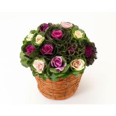 ［生花］ミニハボタン寄せ植え「ジュエリーシュー」（茶）山草バスケット