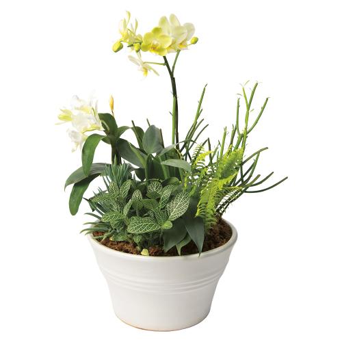 〈日比谷花壇〉夏の蘭寄せ