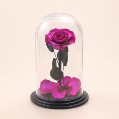 ベルローズ・ダイヤモンドエディション1輪 ヴィオレ