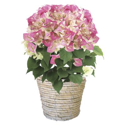 生花（鉢もの） | フラワー | 特徴商品 | お中元カタログ掲載の贈り