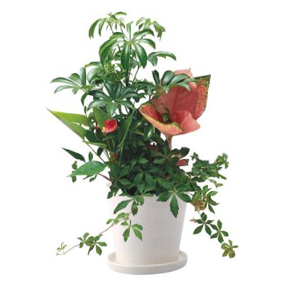 生花（鉢もの） | フラワー | 特徴商品 | お中元カタログ掲載の贈り