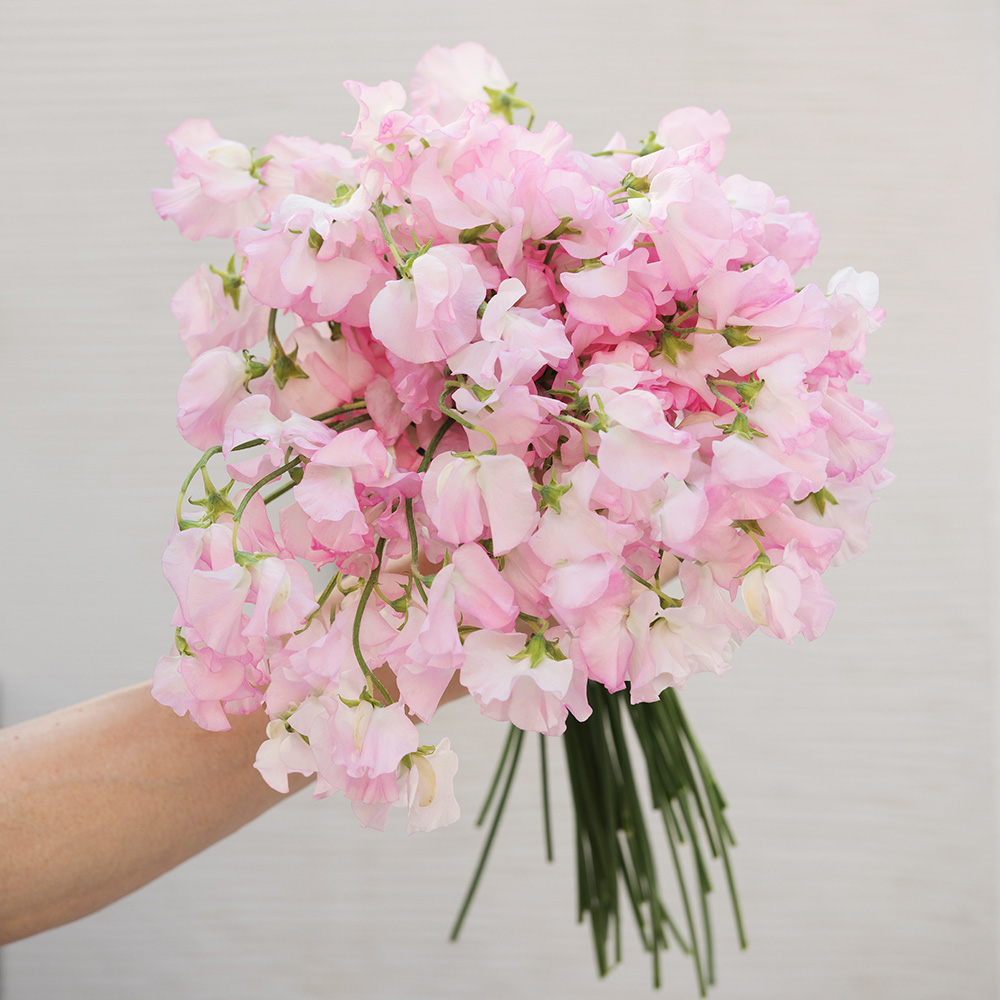 季節のお花1月 スイートピー L 商品詳細 高島屋オンラインストア 季節のお花1月 スイートピー L 商品詳細 高島屋オンラインストア