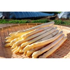 北海道産ホワイトアスパラガス1kg