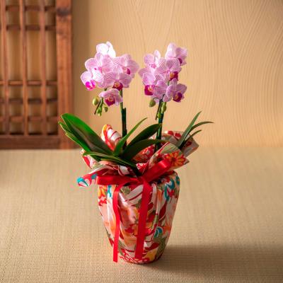 胡蝶蘭 | 母の日 花ギフト・プレゼント特集 2025 | 【2025】母の 胡蝶蘭 | 母の日 花ギフト・プレゼント特集 2025 | 【2025】母の