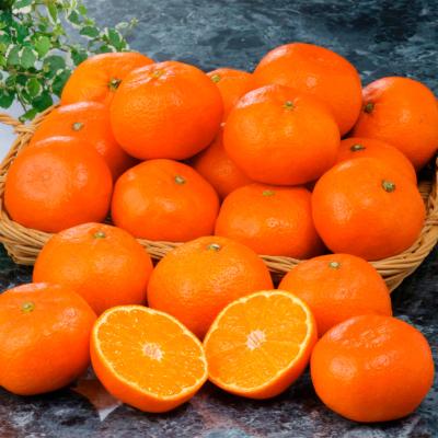 【最適な時期に収穫し、順次発送予定】香川県産 金時紅みかん