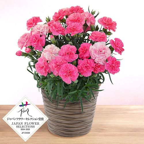 【母の日】カーネーション 鉢「ひなあられ」