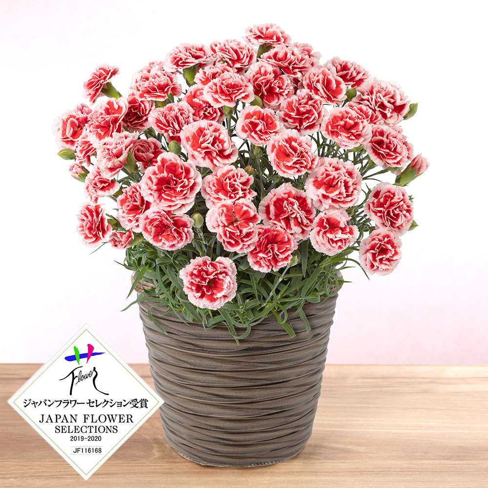 【母の日】カーネーション 鉢「いちごホイップ」