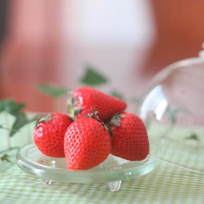 【最適な時期に収穫し、順次発送予定】博多完熟苺12