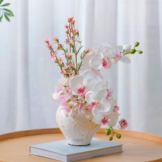 ファレノプシスリップピンク 2 L