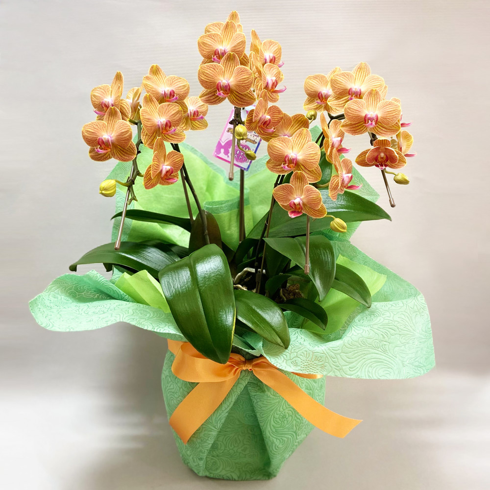Cadeau De Fleur 胡蝶蘭 オレンジ色 商品詳細 高島屋オンラインストア Cadeau De Fleur 胡蝶蘭 オレンジ色 商品詳細 高島屋オンラインストア