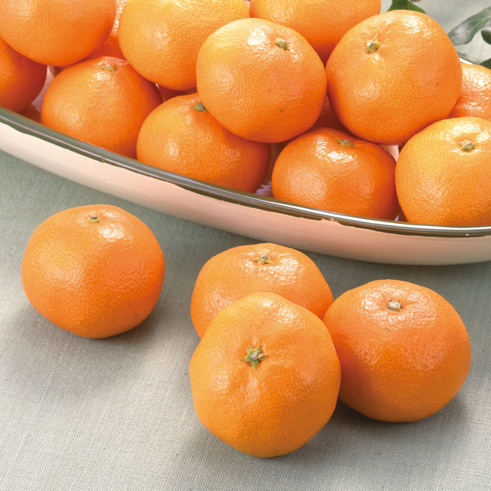 ◆静岡県産 天下糖一（みかん）