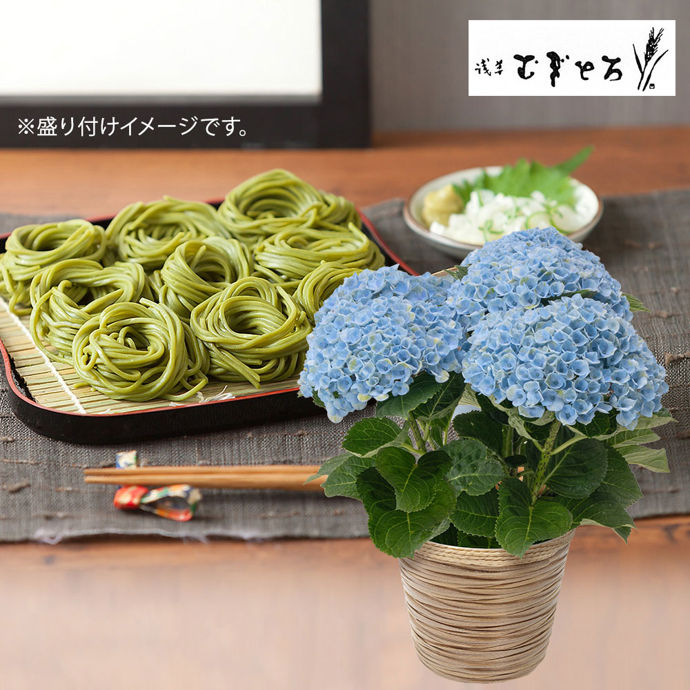 【父の日】アジサイ花鉢＆浅草むぎとろ 茶そば