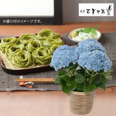 【父の日】アジサイ花鉢＆浅草むぎとろ 茶そば