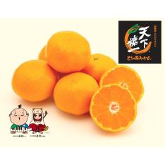 【最適な時期に収穫し、順次発送予定】天下糖一 糖度13度 早生みかん
