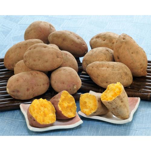 【最適な時期に収穫し、順次発送予定】種子島の安納紅2kg・安納こがね1kg