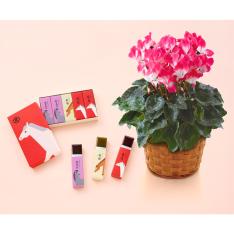 生花シクラメン「インディアカ」＆とらや「干支パッケージ小形羊羹5本入」