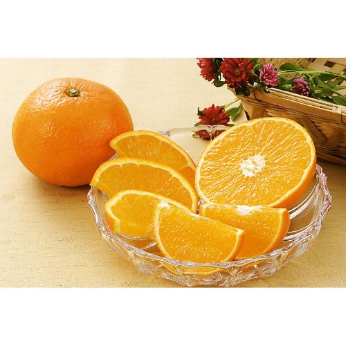 【最適な時期に収穫し、順次発送予定】津の輝2.5kg