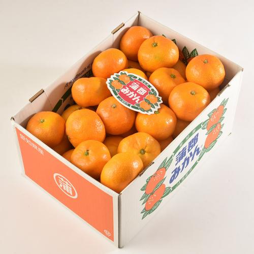 【最適な時期に収穫し、順次発送予定】JA蒲郡市 蒲郡みかん3kg