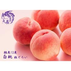 ＜JAフルーツ山梨＞大藤 糖度13度白桃「粒ぞろい」