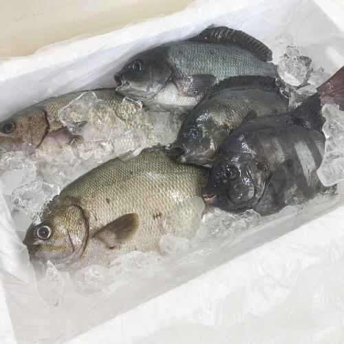 福井県高浜漁港から直送 朝どれ鮮魚BOX 翌日お届け