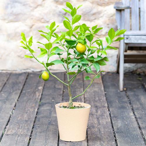 Hibiya Kadan 日比谷花壇 リビング ホビー 高島屋オンラインストア