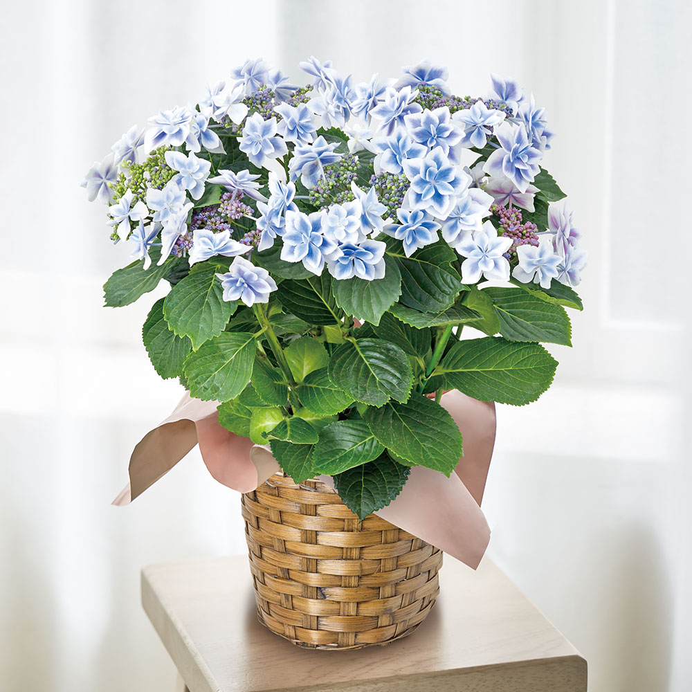 生花 アジサイ コンペイトウブルー 商品詳細 高島屋オンラインストア 生花 アジサイ コンペイトウブルー 商品詳細 高島屋オンラインストア