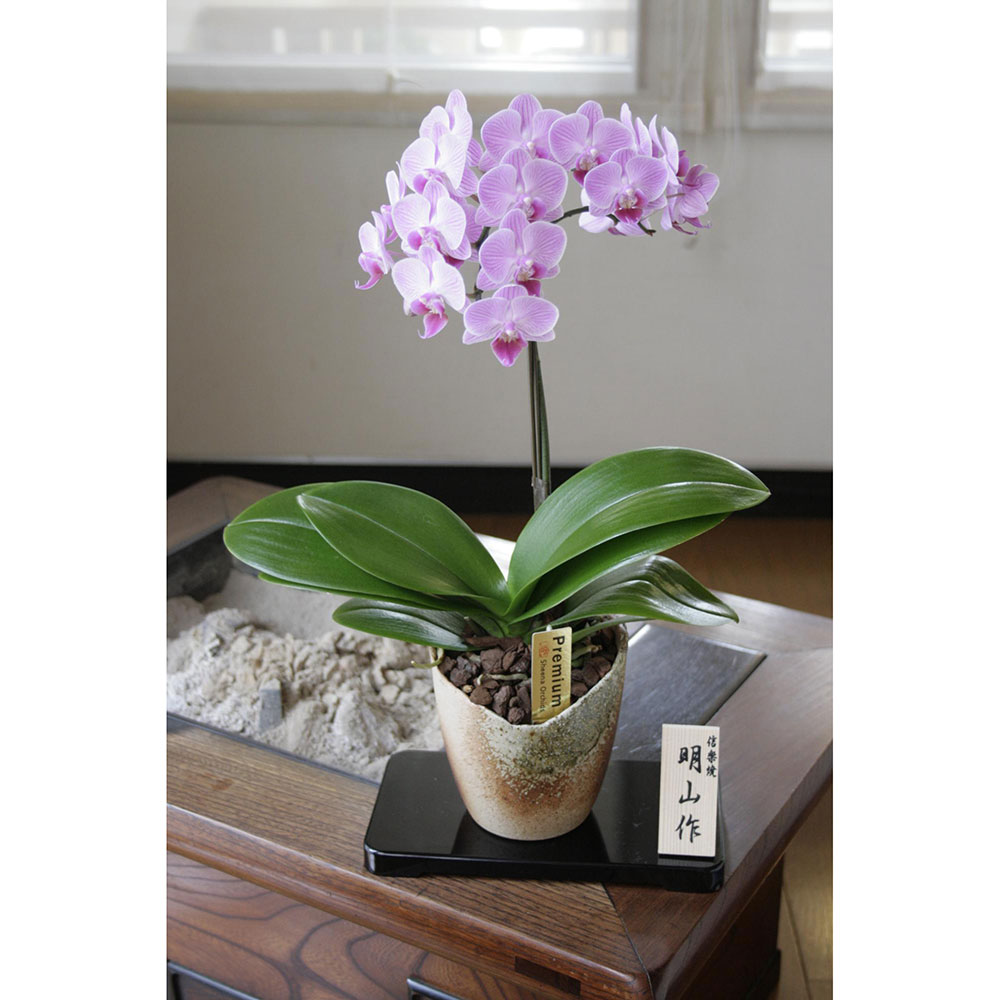 信楽焼】蘭鉢 ③ 【公式通販】