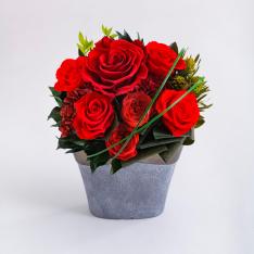 ローザ（レッド）