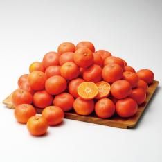 【最適な時期に収穫し、順次発送予定】〈香川・JA香川〉金時紅みかん