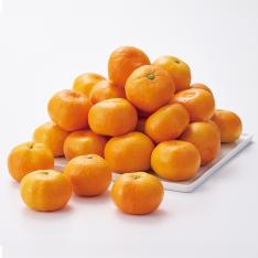 【最適な時期に収穫し、順次発送予定】〈佐賀〉祐徳みかん（糖度13度以上）