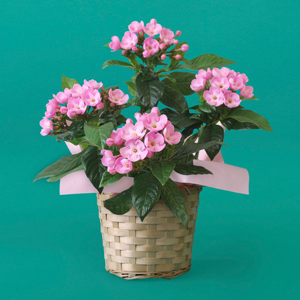 【敬老の日】ルクリア（におい桜）